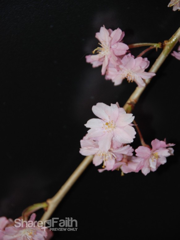 Branch%20with%20Pink%20Blossoms