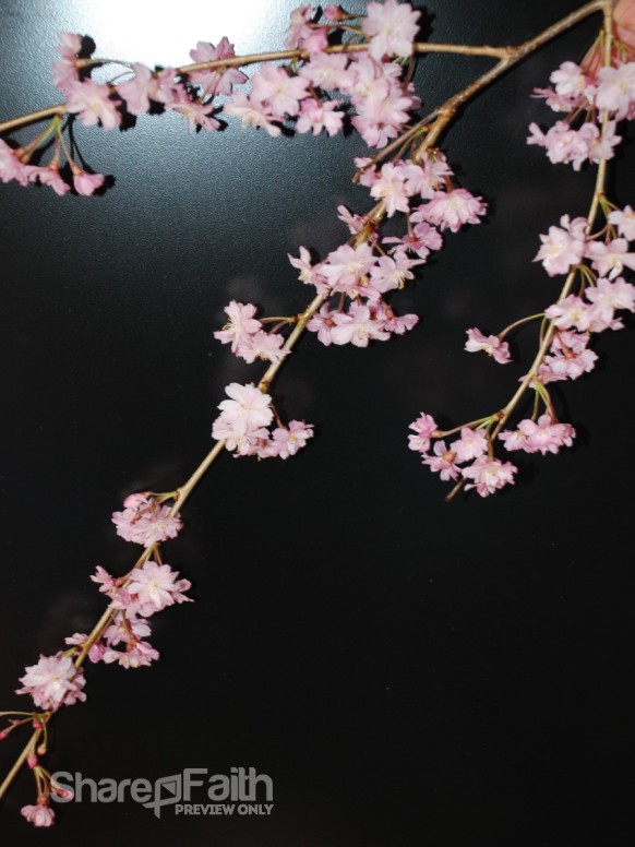 Blossoms%20on%20Black