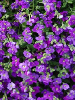 Group of Purple Flowers