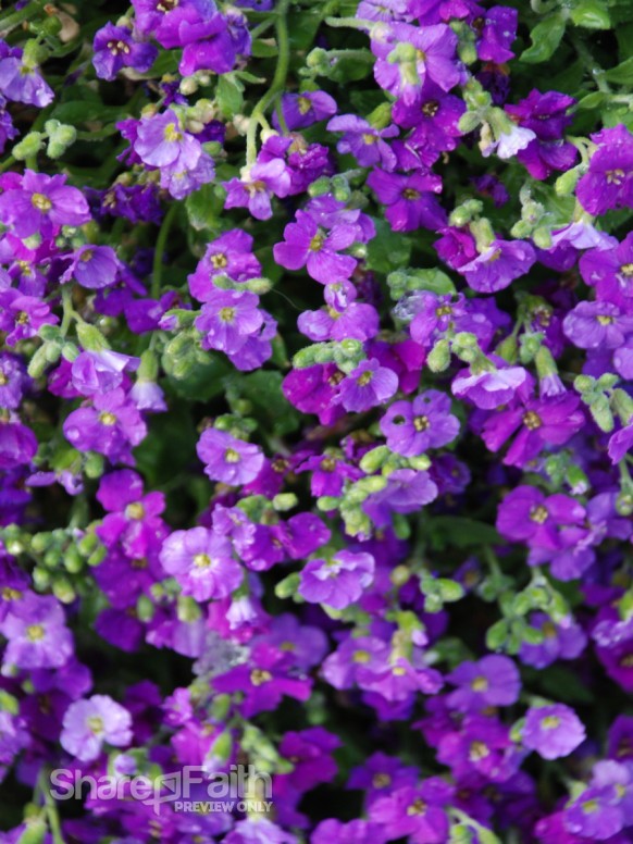 Group of Purple Flowers
