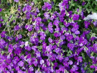 Many Purple Flowers