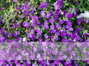 Many Purple Flowers