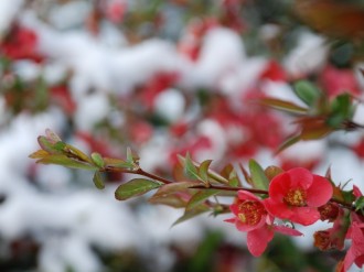 Red Flowers on a Stem