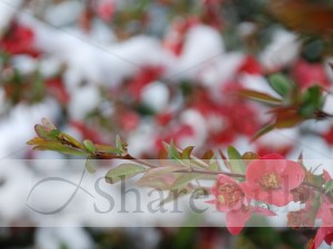 Red%20Flowers%20on%20a%20Stem