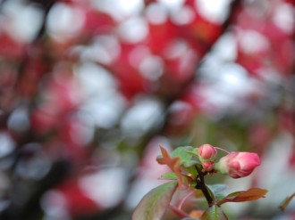 Three Buds