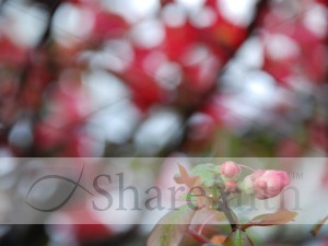 Three Buds