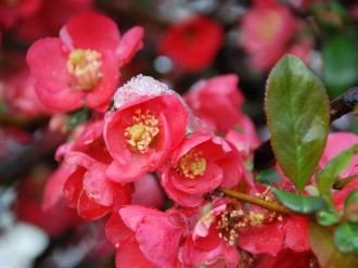 Bright Pink Flowers