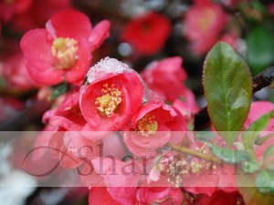 Bright Pink Flowers