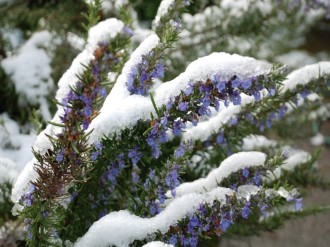 Purple%20Flowers%20and%20Snow