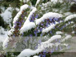 Purple Flowers and Snow
