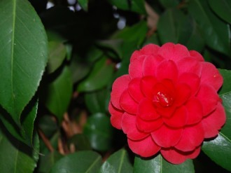 Single%20Red%20Flower%20and%20Leaves