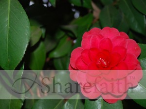 Single%20Red%20Flower%20and%20Leaves