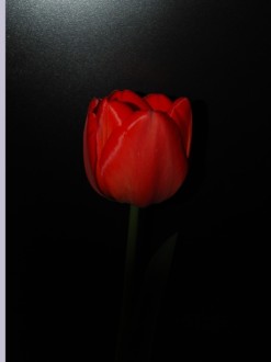 Tulip on Black