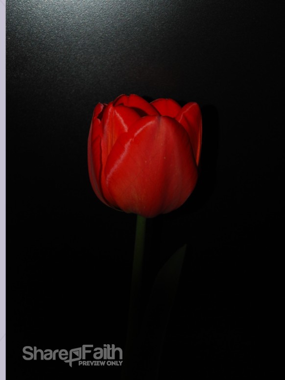 Tulip on Black