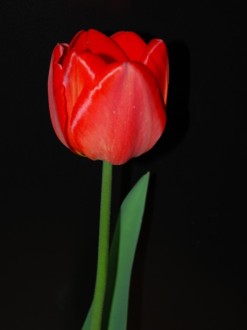 Red Tulip with Green Stem