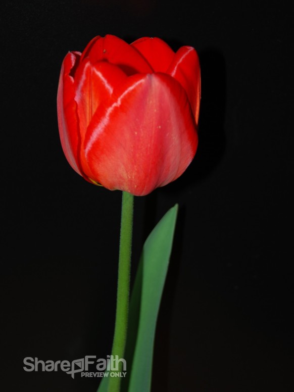 Red%20Tulip%20with%20Green%20Stem