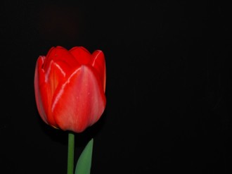 Red Tulip and Part of a Stem