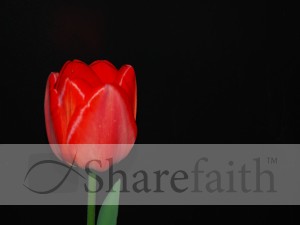 Red Tulip and Part of a Stem
