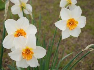 Daffodils in Bloom