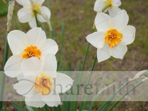 Daffodils in Bloom