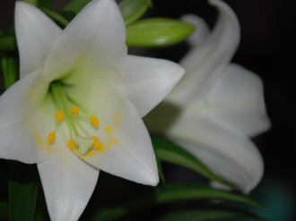 Lily Up Close