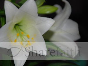 Lily Up Close