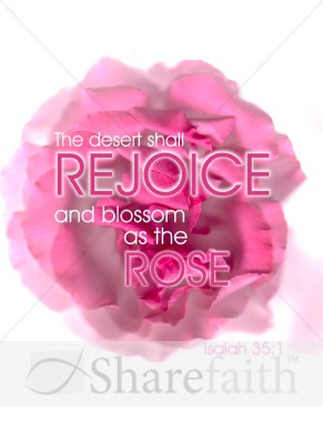 Rose%20with%20Rejoice%20and%20Isaiah%20Verse