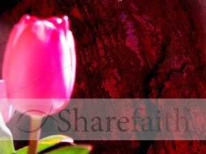 Bright%20Pink%20Rose%20Photo