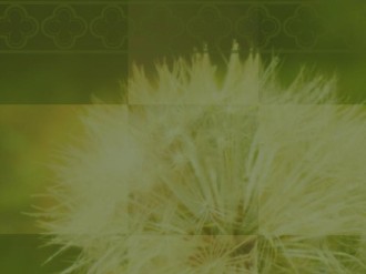Darkened Dandelion