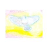 Dove in Pastels