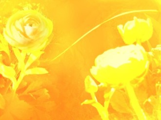 Bright%20Yellow%20Roses%20Background