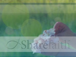 Baby Hands and Cherry Blossoms Photo