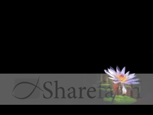 Single Purple Daisy Photo Background