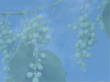 The Vine PowerPoint