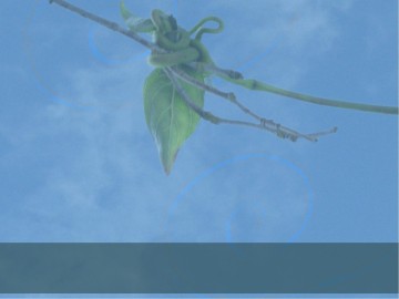 The Vine PowerPoint