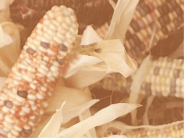 Indian Corn PowerPoint