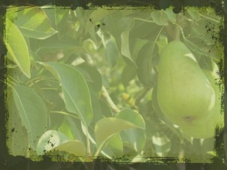 Tree Bearing Fruit Photo