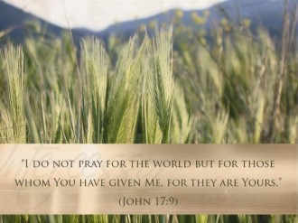 Wheat Fields Photograph with Scripture