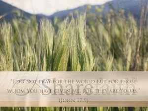 Wheat Fields Photograph with Scripture