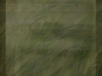 Wheat to Harvest Background Photo