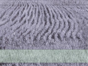 Seedtime and Harvest PowerPoint