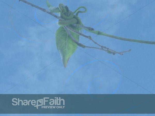 Connected Vines