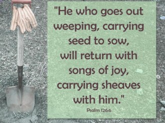 Seed to Sow Photo with Scripture