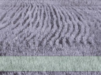 Wheat Field Christian Background