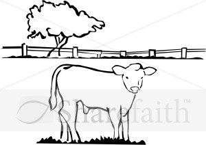 Fatted Calf in Black and White