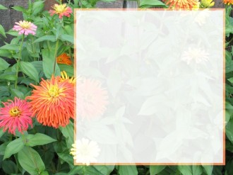 Colorful Flowers and Text Box