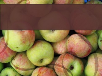 Apples at Harvest
