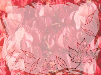 Red and Pink Fall Leaves Photo