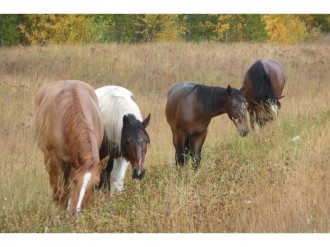 Horses in a Field