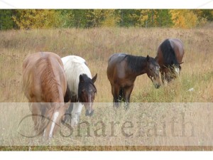 Horses in a Field
